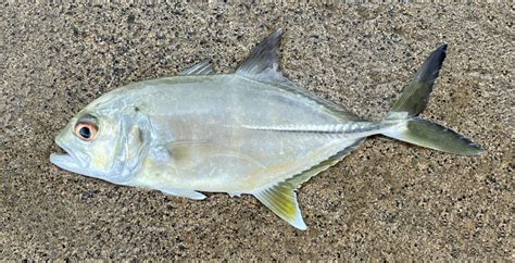 Bigeye trevally .